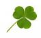 Clover's Avatar