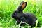 Black rabbit's Avatar