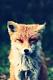 ElluelElf's Avatar