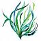 SeaWeed's Avatar